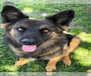 German Shepherd Dog Dogs for adoption in Riverside, CA, USA