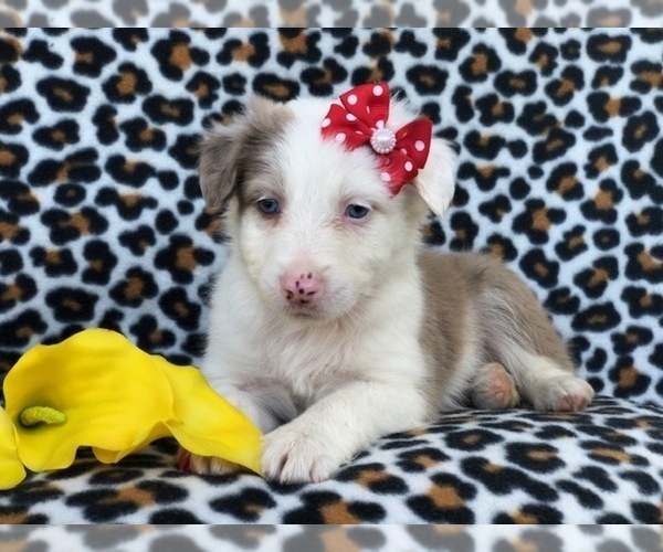 Medium Photo #12 Australian Shepherd Puppy For Sale in LAKELAND, FL, USA