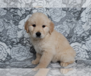 Golden Retriever Puppy for sale in SHILOH, OH, USA