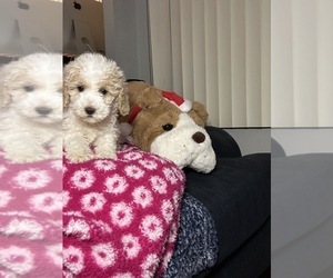 Goldendoodle (Miniature) Puppy for sale in WEST BLOOMFIELD, MI, USA