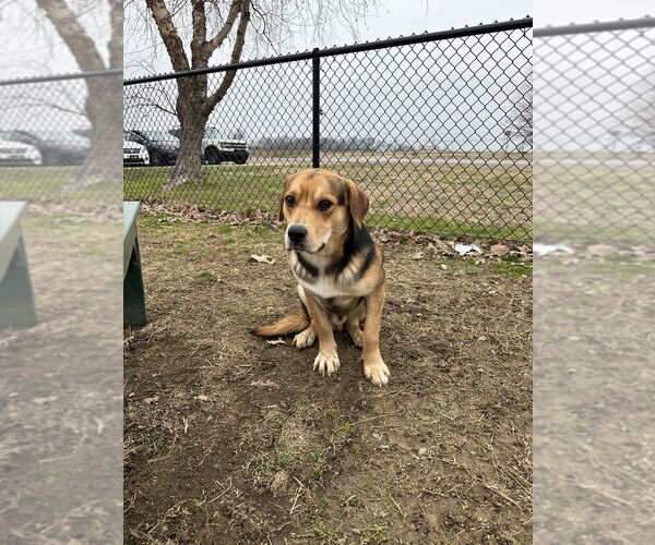 Medium Photo #3 Mutt Puppy For Sale in Evansville, IN, USA