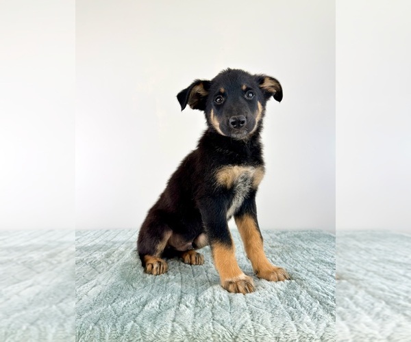 Medium Photo #3 Cattledog Shepherd Puppy For Sale in GREENFIELD, IN, USA