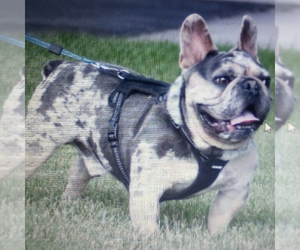 Father of the French Bulldog puppies born on 01/09/2026