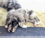 Small Photo #2 Border Collie-Golden Retriever Mix Puppy For Sale in OVERLAND PARK, KS, USA