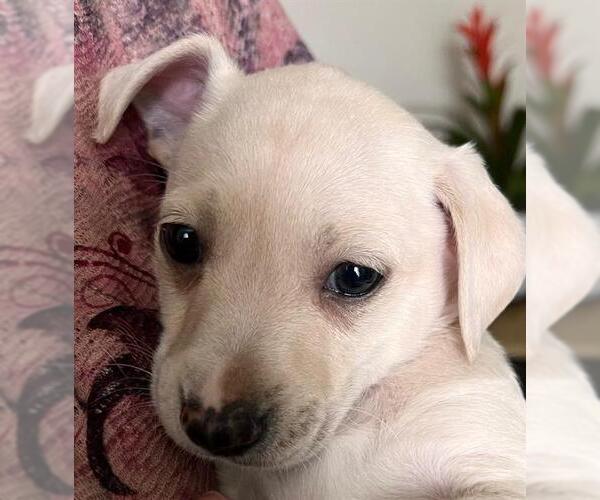 Medium Photo #1 Labrador Retriever Puppy For Sale in San Antonio, TX, USA