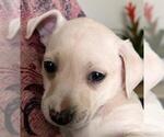 Small Labrador Retriever