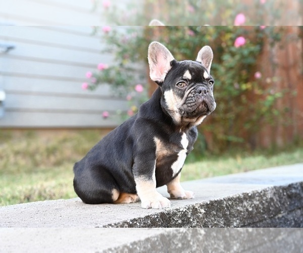 Medium Photo #2 French Bulldog Puppy For Sale in DECATUR, GA, USA