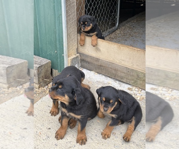 Medium Photo #1 Rottweiler Puppy For Sale in BULLS GAP, TN, USA