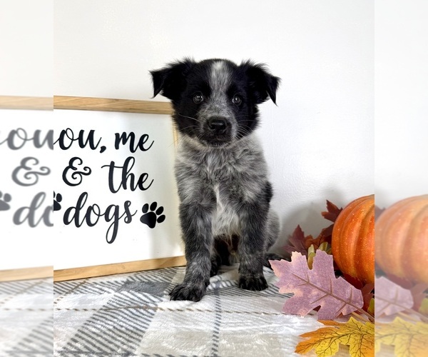 Medium Photo #3 Australian Cattle Dog-Border Collie Mix Puppy For Sale in GREENFIELD, IN, USA