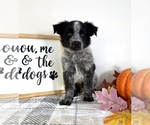 Small #2 Australian Cattle Dog-Border Collie Mix