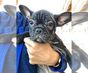 French Bulldog Puppy for sale in AVONDALE, AZ, USA