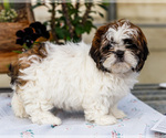 Small #8 Shih Tzu