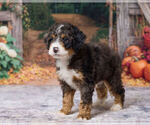 Kendrick - Male Bernedoodle (Miniature) Puppy for Sale - Photo #5