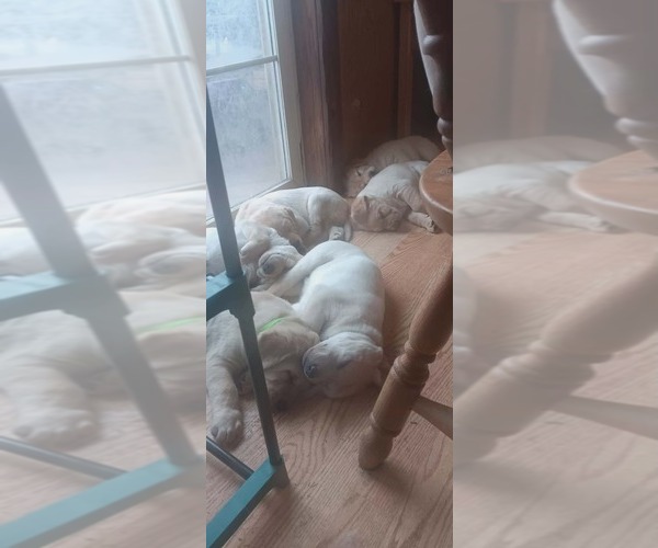 Medium Photo #5 Labrador Retriever Puppy For Sale in CUSTER, WI, USA