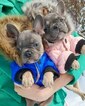 Small Photo #39 French Bulldog Puppy For Sale in MARYSVILLE, WA, USA