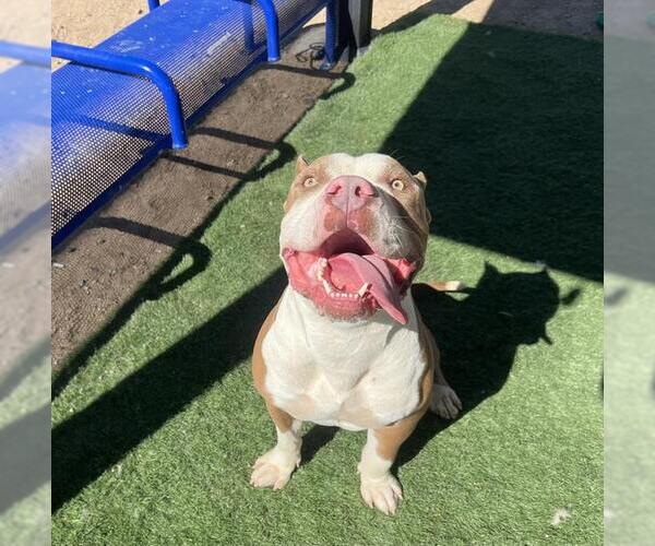 Medium Photo #1 American Pit Bull Terrier Puppy For Sale in HESPERIA, CA, USA