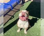 Small American Pit Bull Terrier