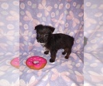 Puppy Lilly YorkiePoo