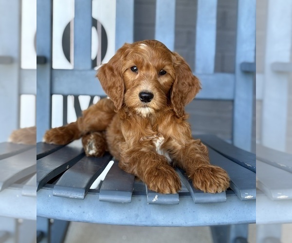 Medium Photo #2 Goldendoodle Puppy For Sale in FRANKLIN, IN, USA