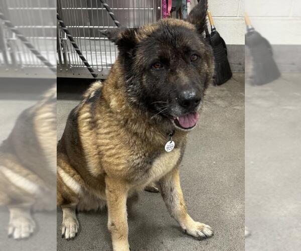 Medium Photo #1 German Shepherd Dog-Unknown Mix Puppy For Sale in Forestville, MD, USA