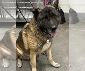 German Shepherd Dog-Unknown Mix Dogs for adoption in Forestville, MD, USA