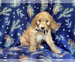 Goldendoodle Puppy for sale in LAKELAND, FL, USA