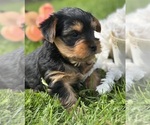 Small #9 Yorkshire Terrier