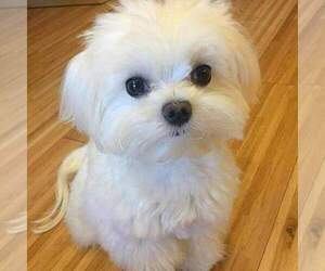 Father of the Maltese puppies born on 01/21/2025