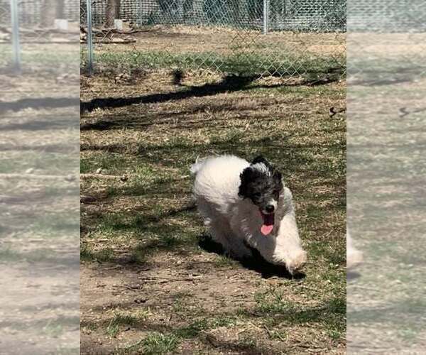 Medium Photo #7 Poodle (Miniature) Puppy For Sale in HADDAM, KS, USA
