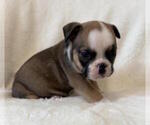 Small #5 English Bulldog