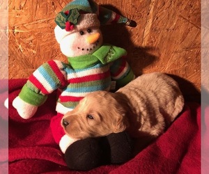 Goldendoodle Puppy for sale in MORGANTOWN, KY, USA