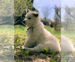 Small Photo #37 German Shepherd Dog Puppy For Sale in WASHINGTON, NJ, USA