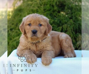 Golden Retriever Puppy for sale in LITITZ, PA, USA