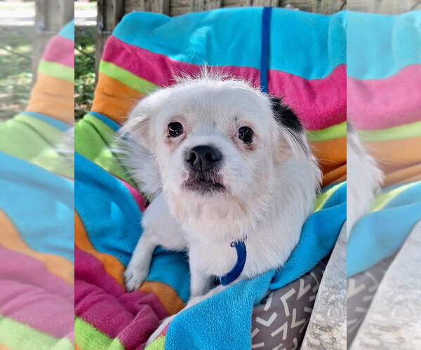Medium Photo #3 Cheeks Puppy For Sale in Missouri City, TX, USA