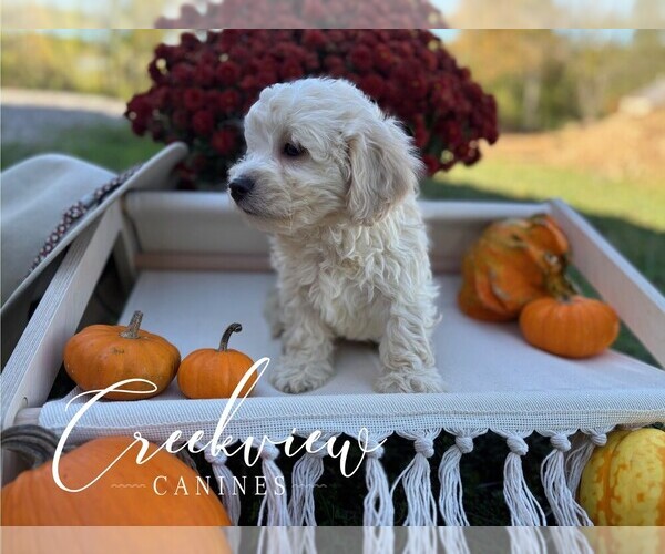 Medium Photo #3 Havachon Puppy For Sale in NIANGUA, MO, USA