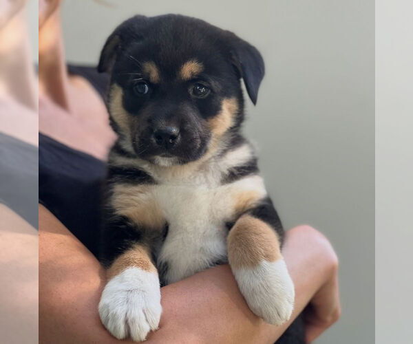 Medium Photo #2 Bernese Mountain Dog-Unknown Mix Puppy For Sale in Dana Point, CA, USA
