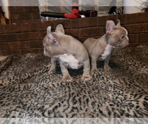 French Bulldog Puppy for sale in MEMPHIS, TN, USA
