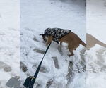 Small #5 Boxer Mix