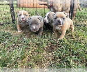 American Bully Puppy for Sale in BLUE SPRINGS, Missouri USA