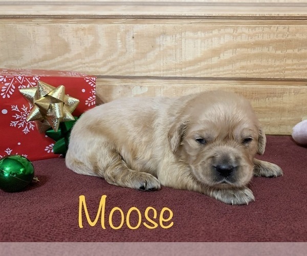 Medium Photo #8 English Cream Golden Retriever Puppy For Sale in DEARBORN, MO, USA