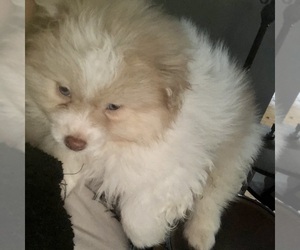 Pomeranian Puppy for sale in COLUMBUS, OH, USA