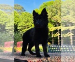 Small #2 German Shepherd Dog