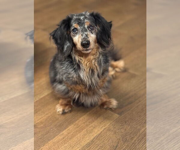 Medium Photo #5 Dachshund Puppy For Sale in Gulfport, MI, USA