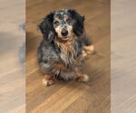 Small #4 Dachshund