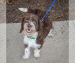 Small #4 Australian Shepherd Mix