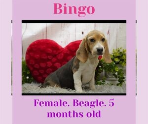 Beagle Dogs for adoption in Hoisington, KS, USA
