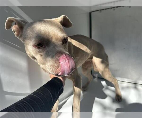 Medium Photo #1 Mutt Puppy For Sale in Houston, TX, USA