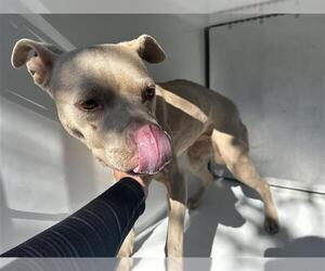 Mutt Dogs for adoption in Houston, TX, USA