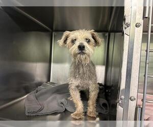 Mutt Dogs for adoption in Grand Prairie, TX, USA