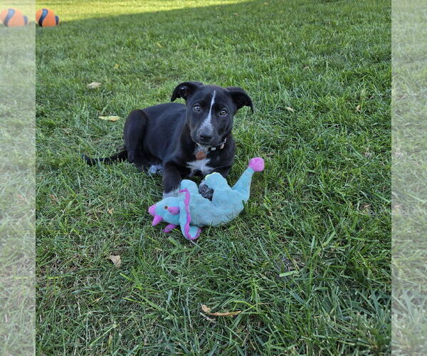 Medium Photo #9 Border Collie-Unknown Mix Puppy For Sale in Fargo, ND, USA